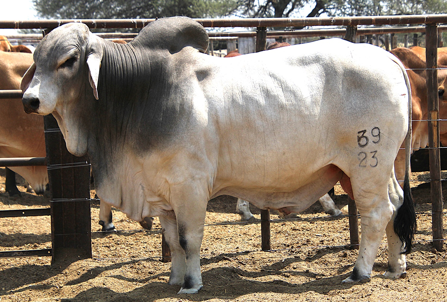 23-0039KG