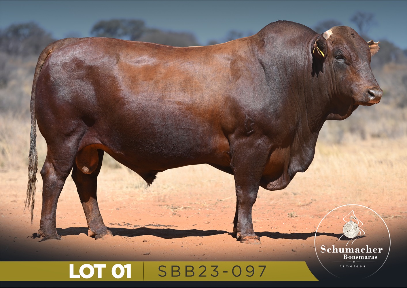 LOT 1