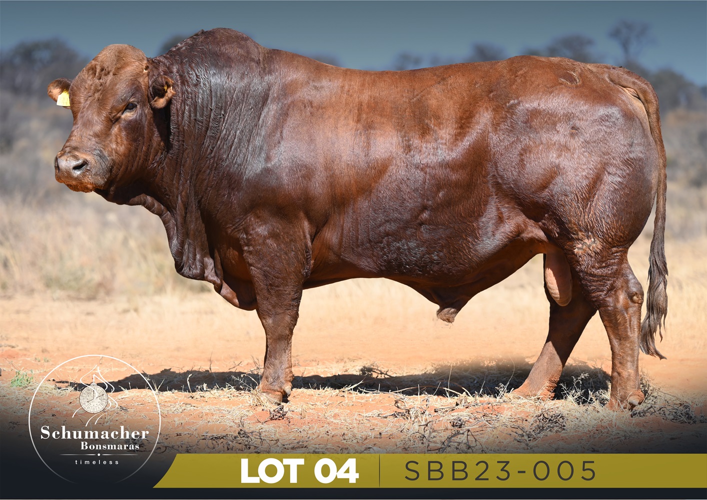 LOT 4