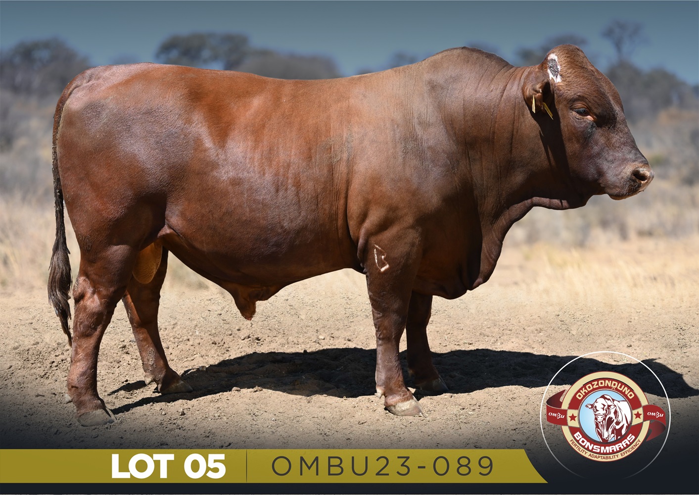 LOT 5