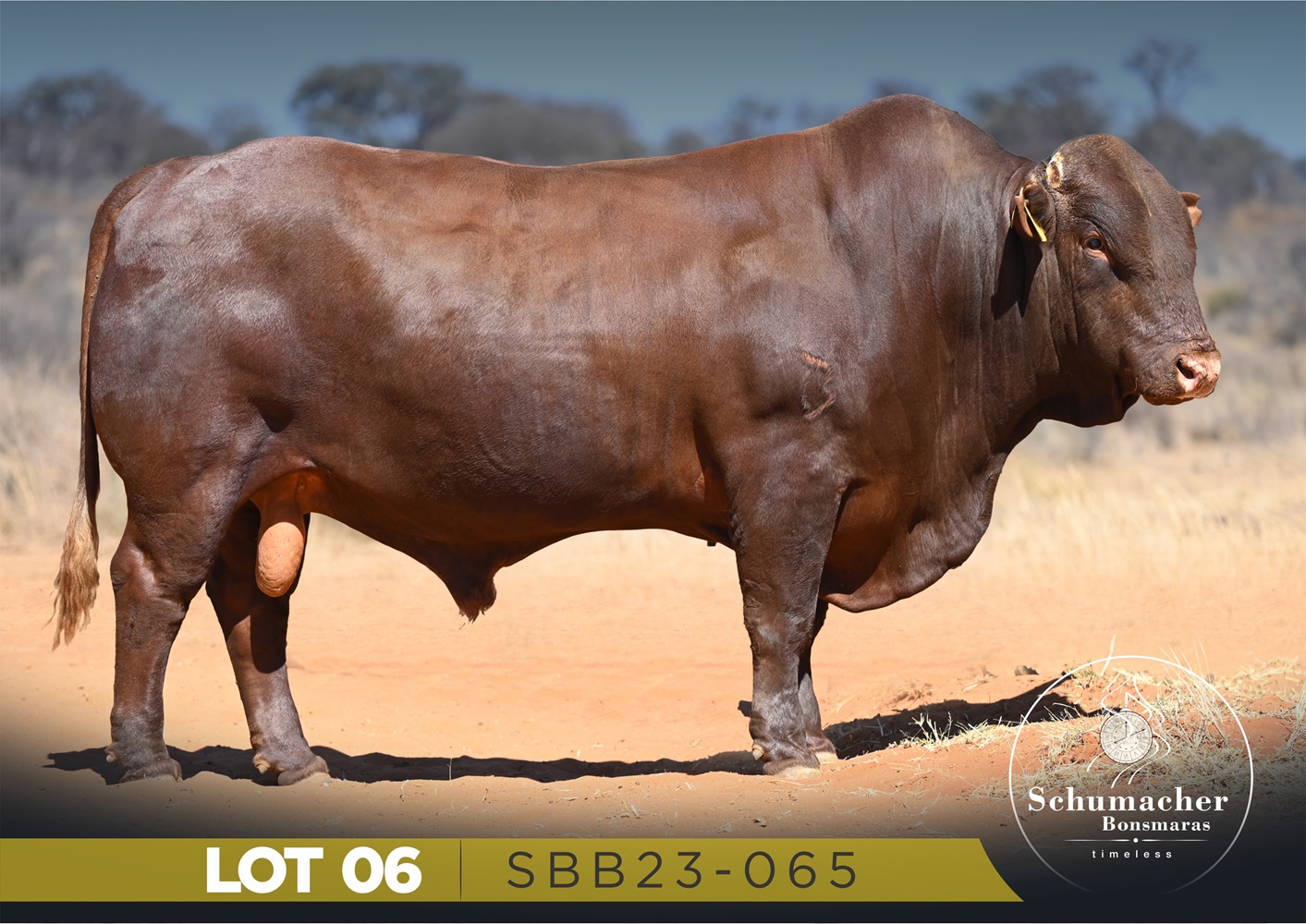 LOT 6