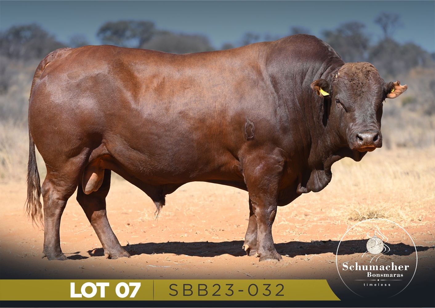 LOT 7