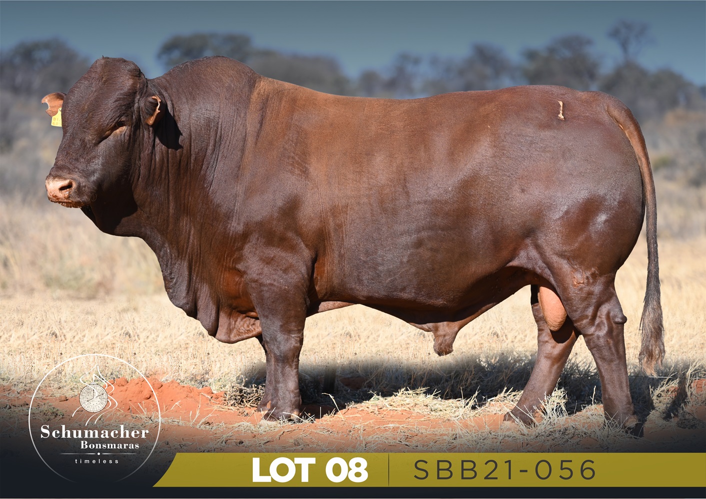 LOT 8