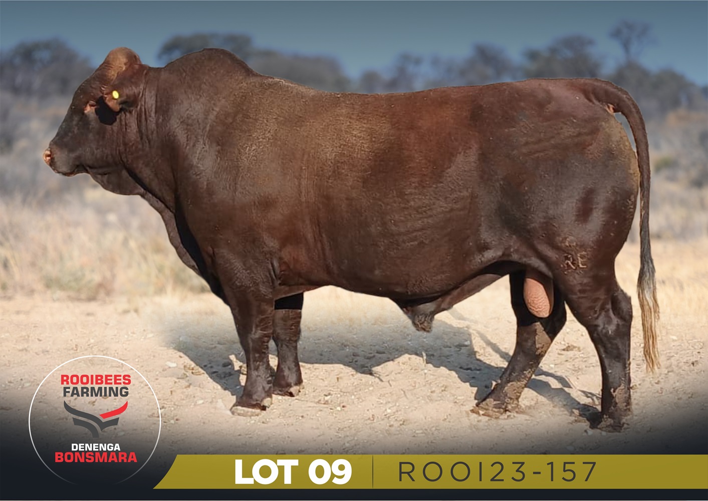LOT 9
