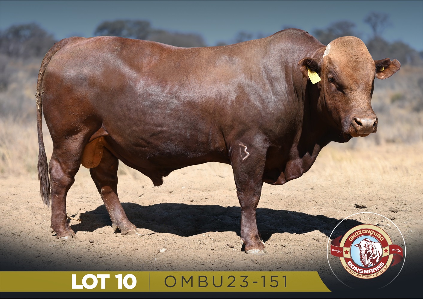 LOT 10