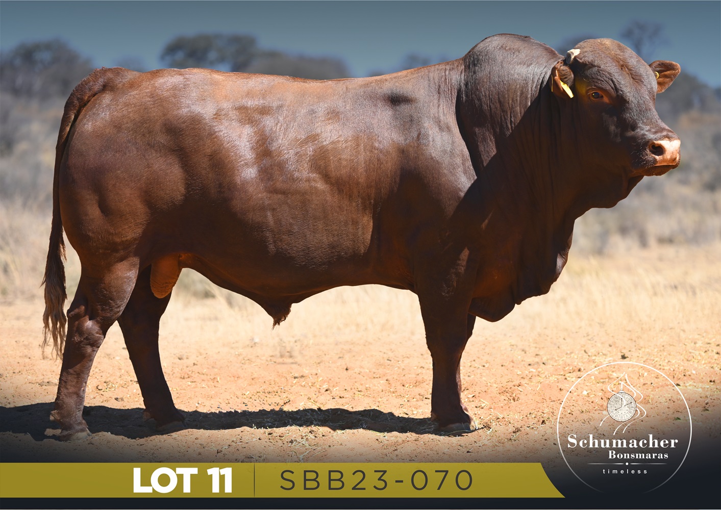 LOT 11