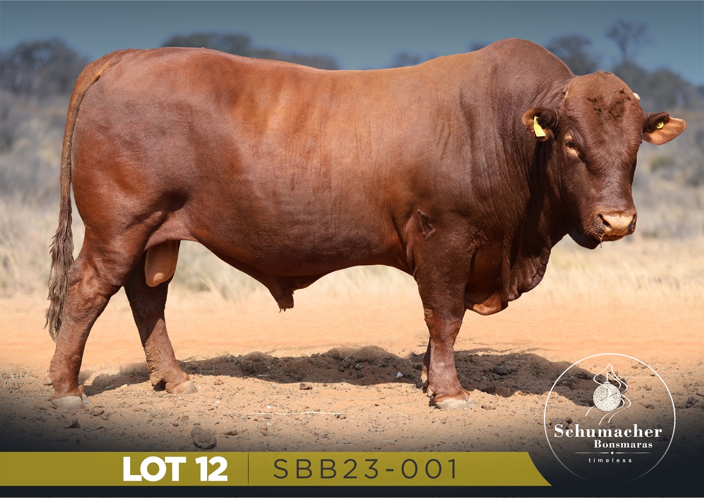 LOT 12