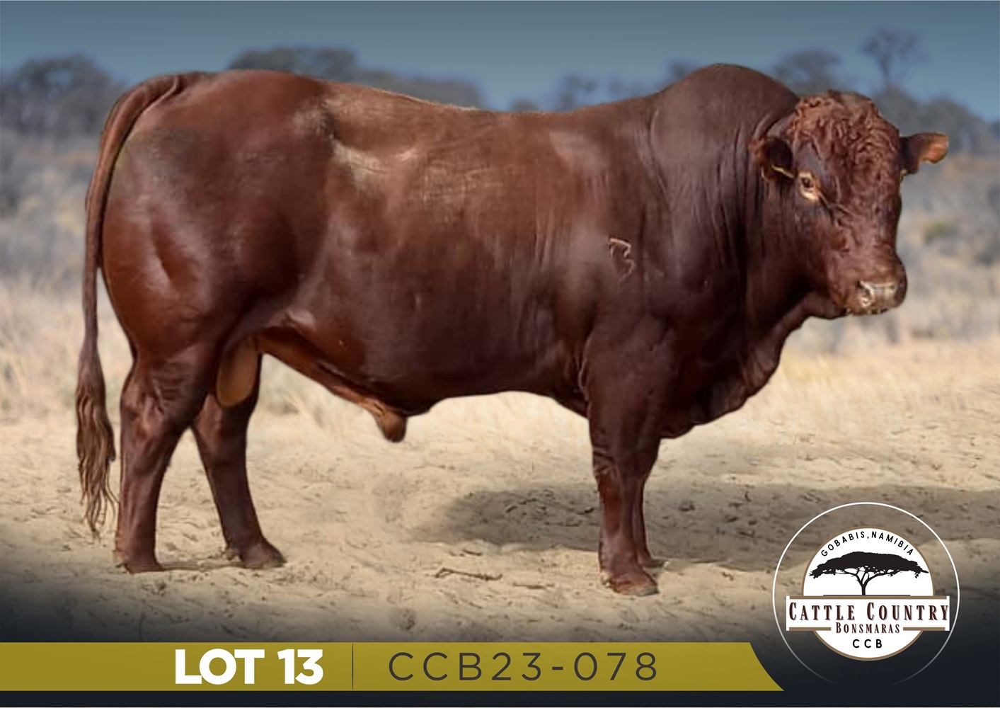 LOT 13