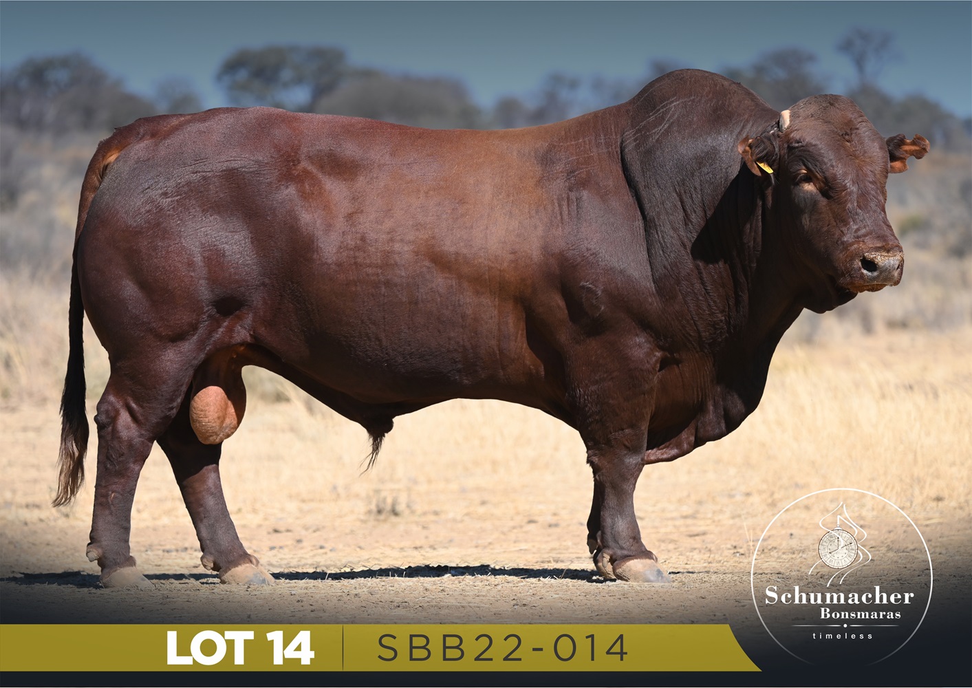 LOT 14