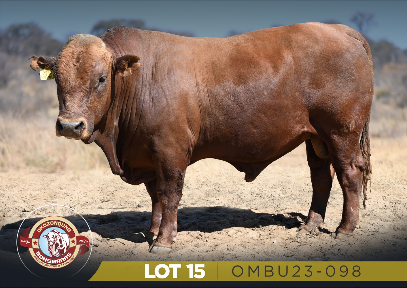 LOT 15