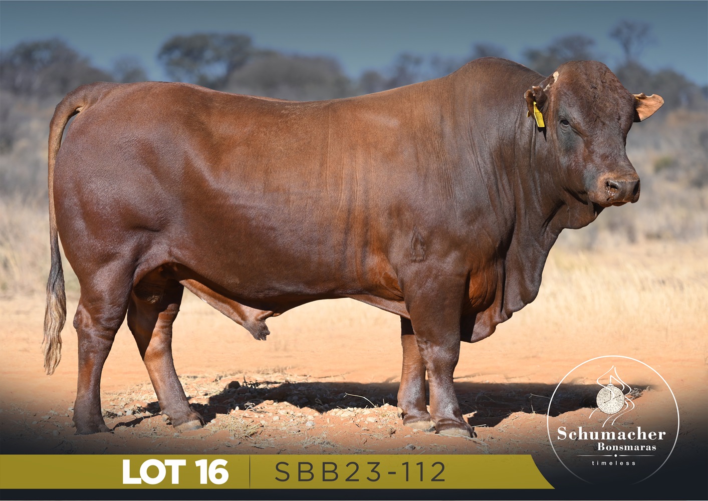 LOT 16