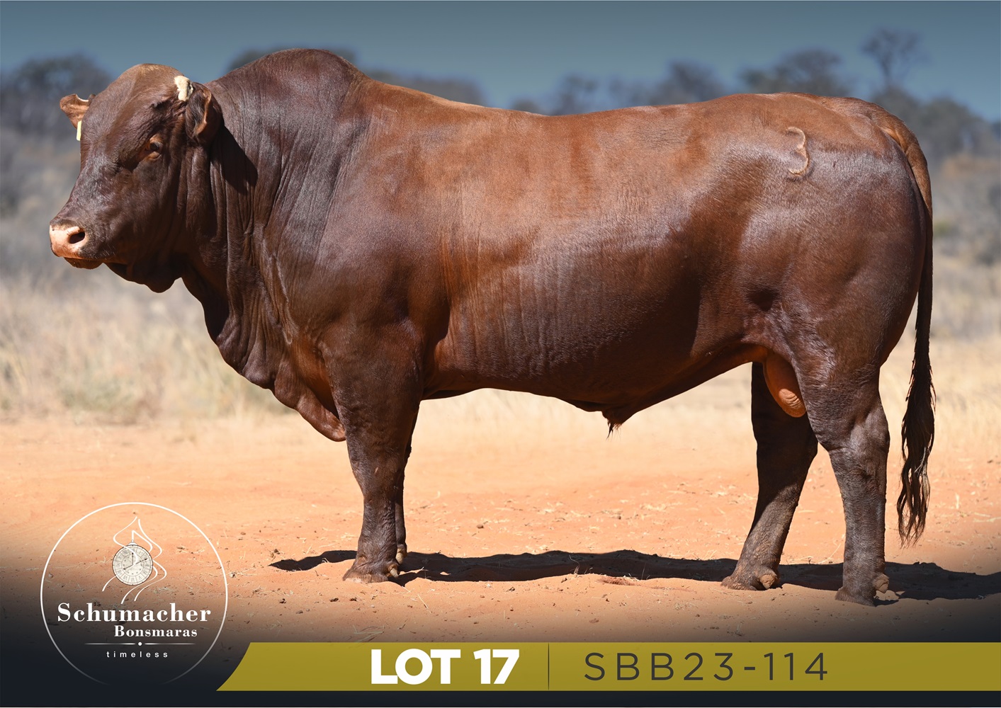 LOT 17