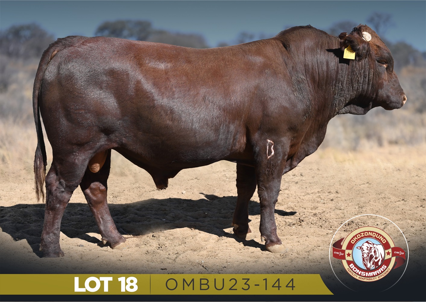 LOT 18