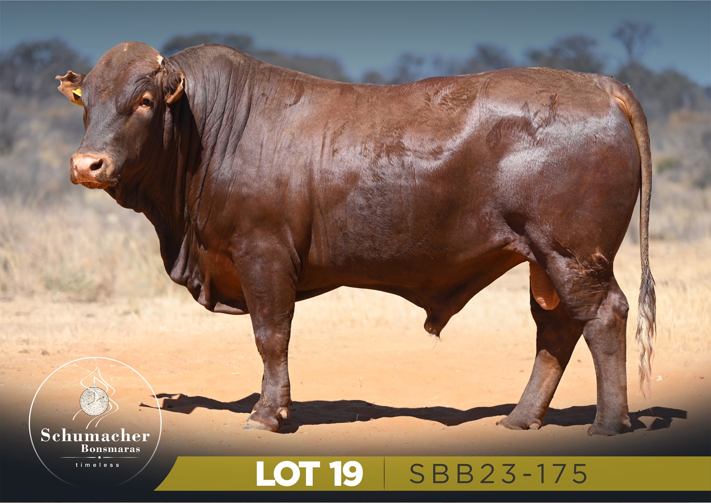 LOT 19