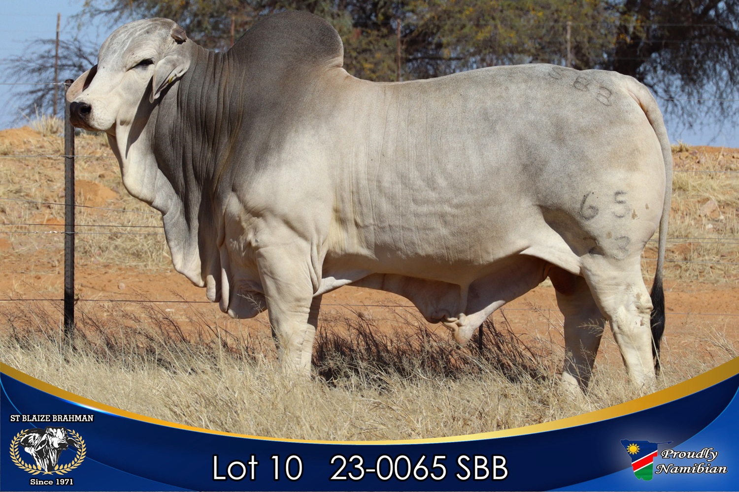 LOT 10 
