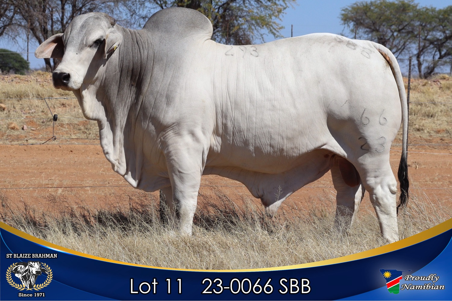 LOT 11