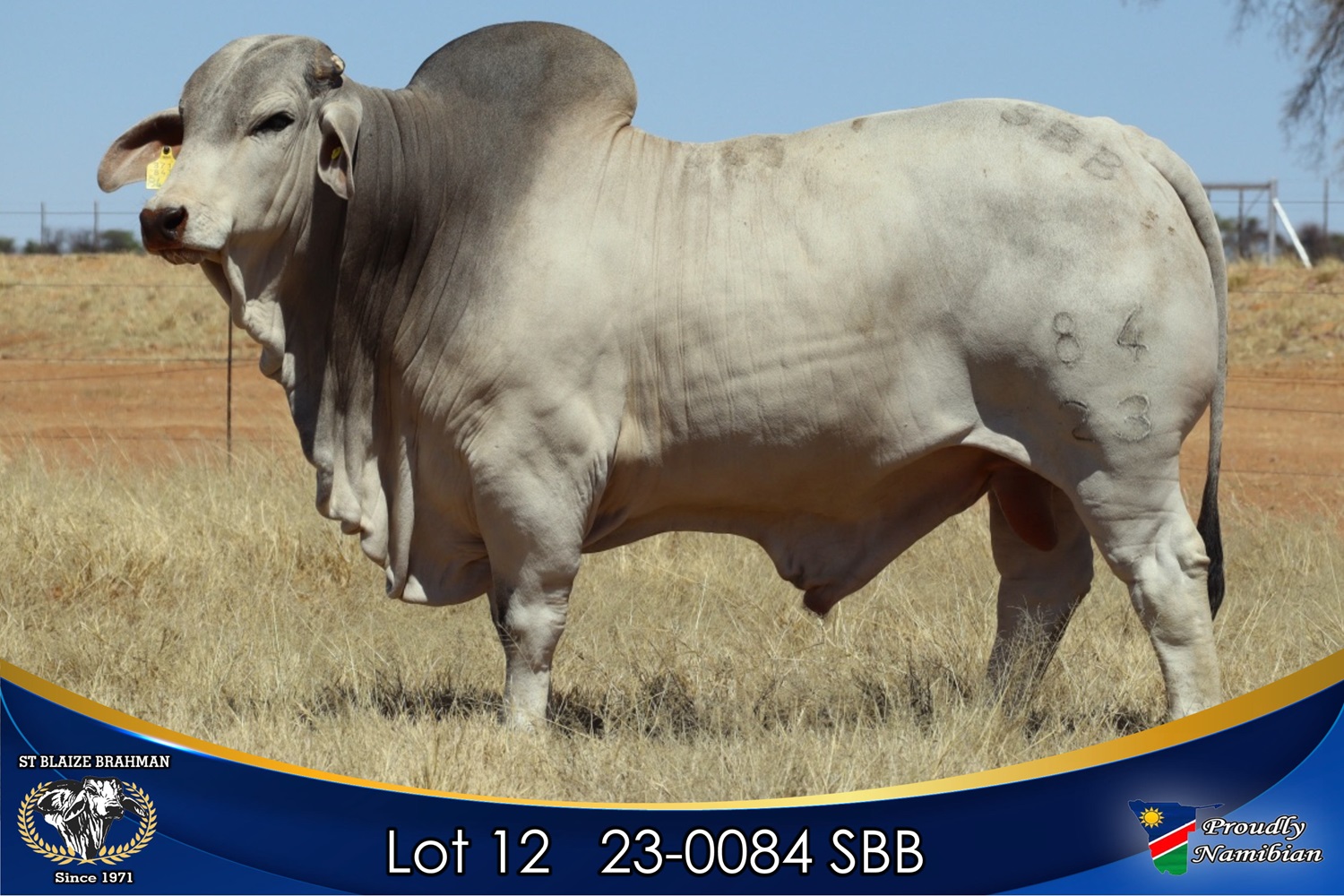 LOT 12