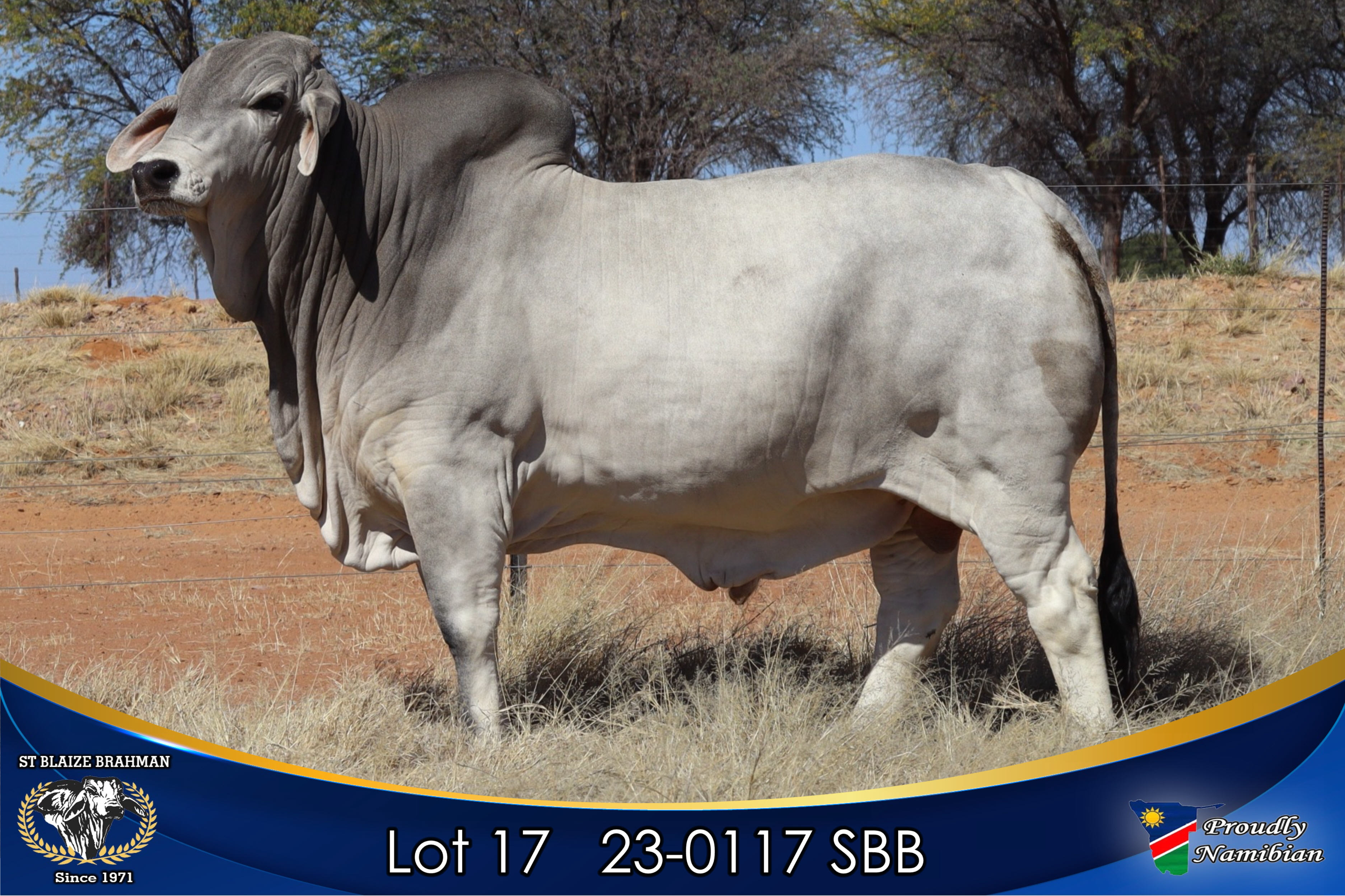 LOT 17