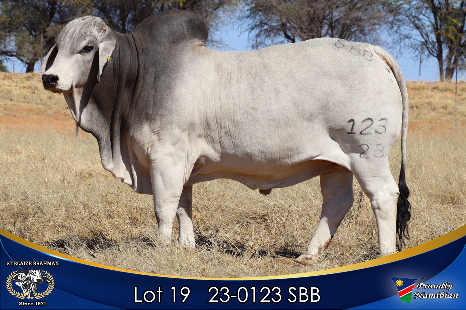 LOT 19