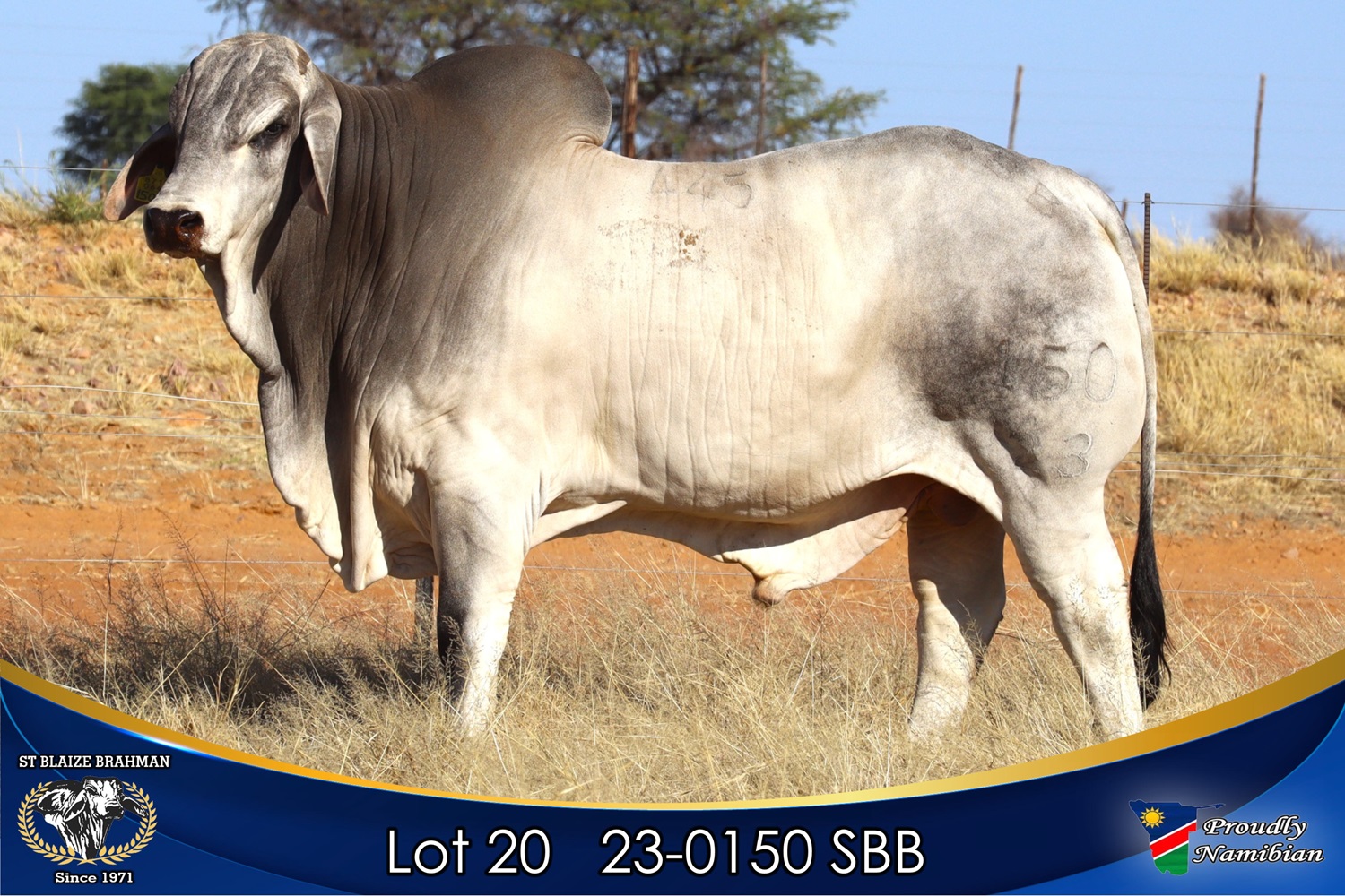 LOT 20