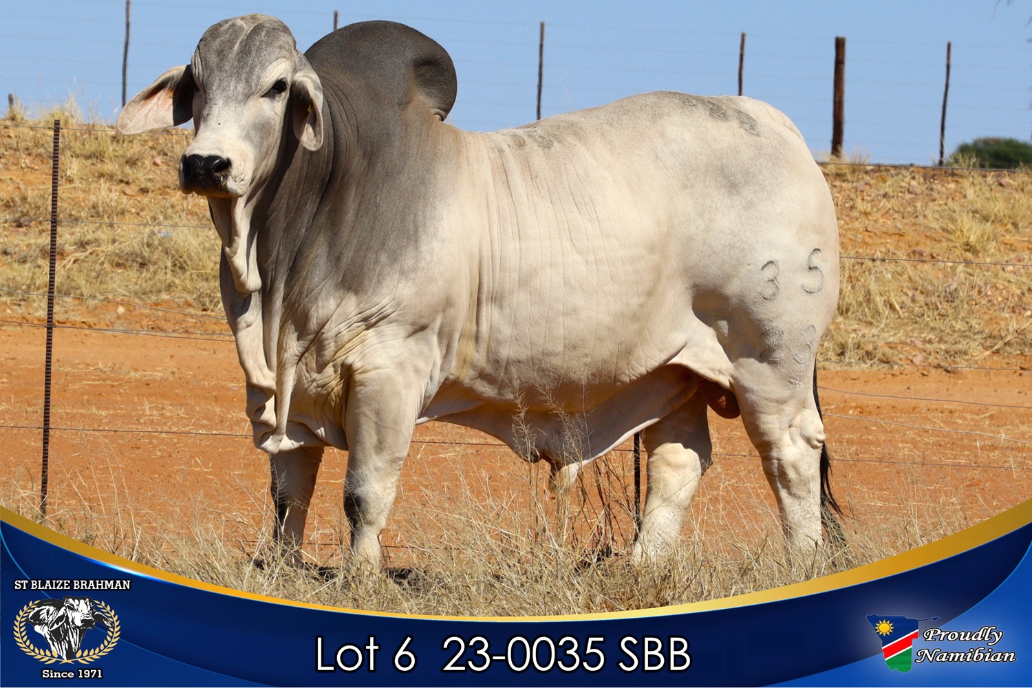 LOT 6