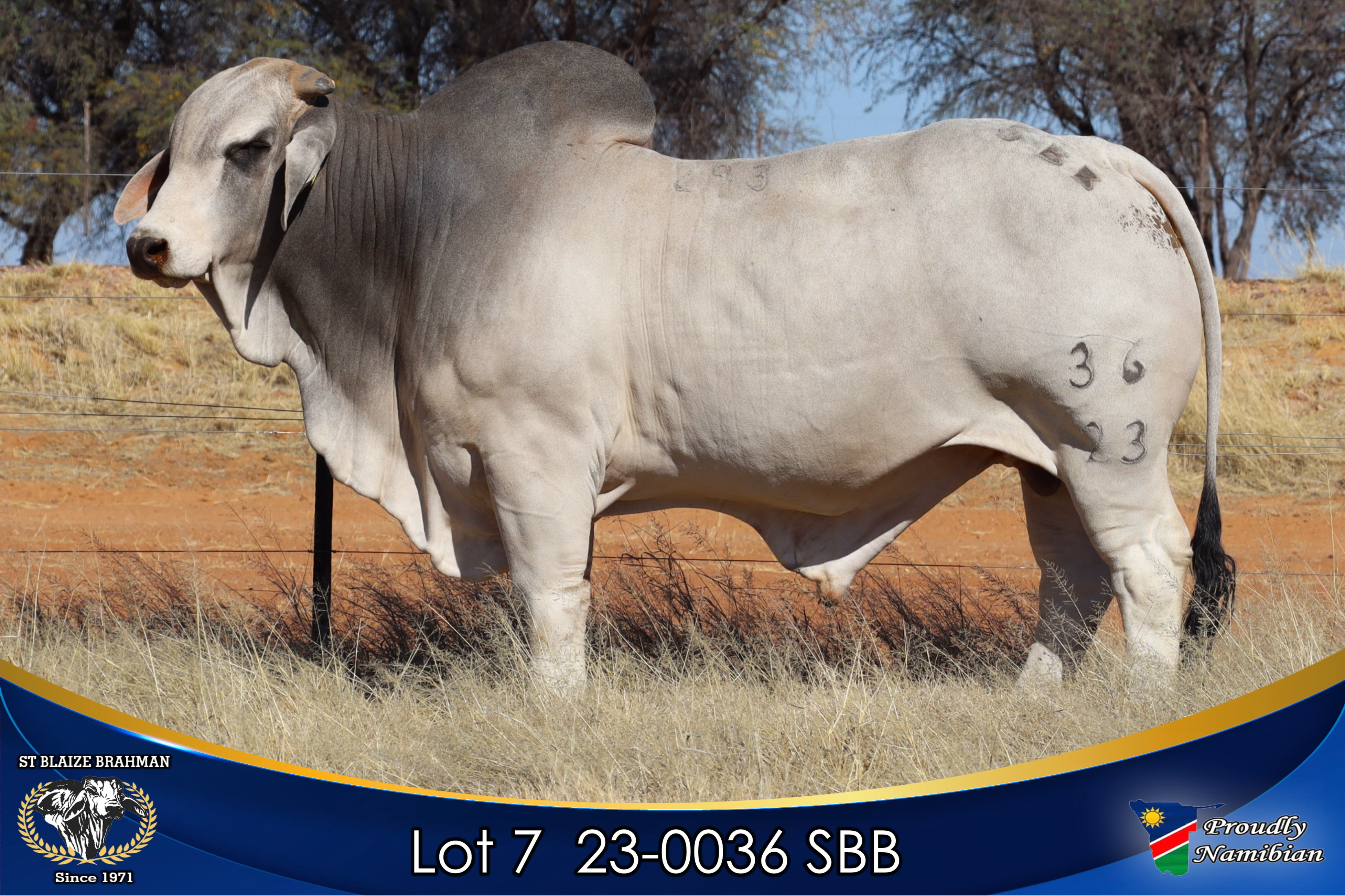 LOT 7