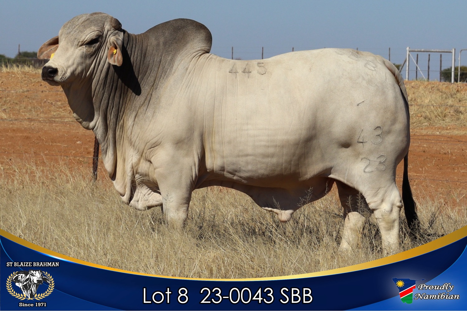 LOT 8