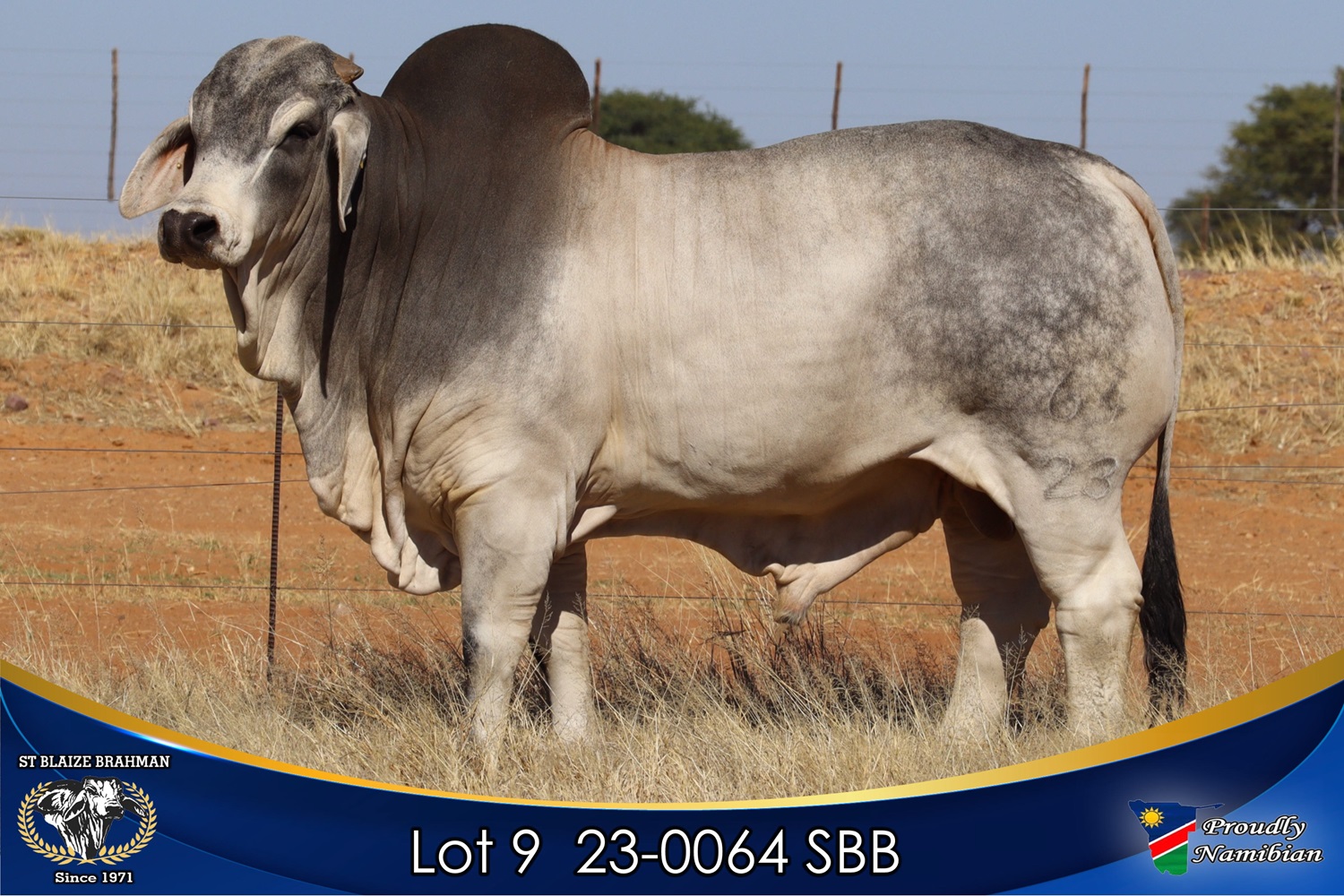 LOT 9