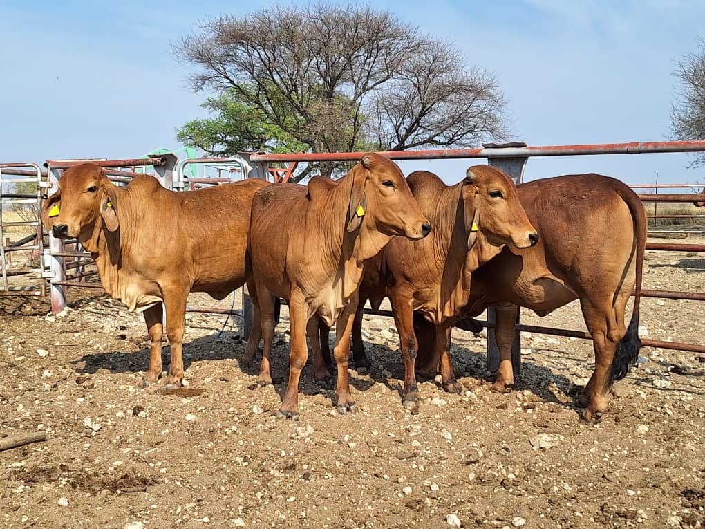 Females_1 Agra Namibia - Agra Namibia