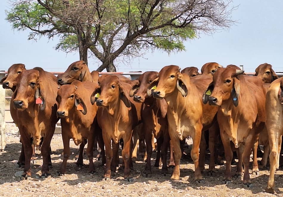 Females_10 Agra Namibia - Agra Namibia