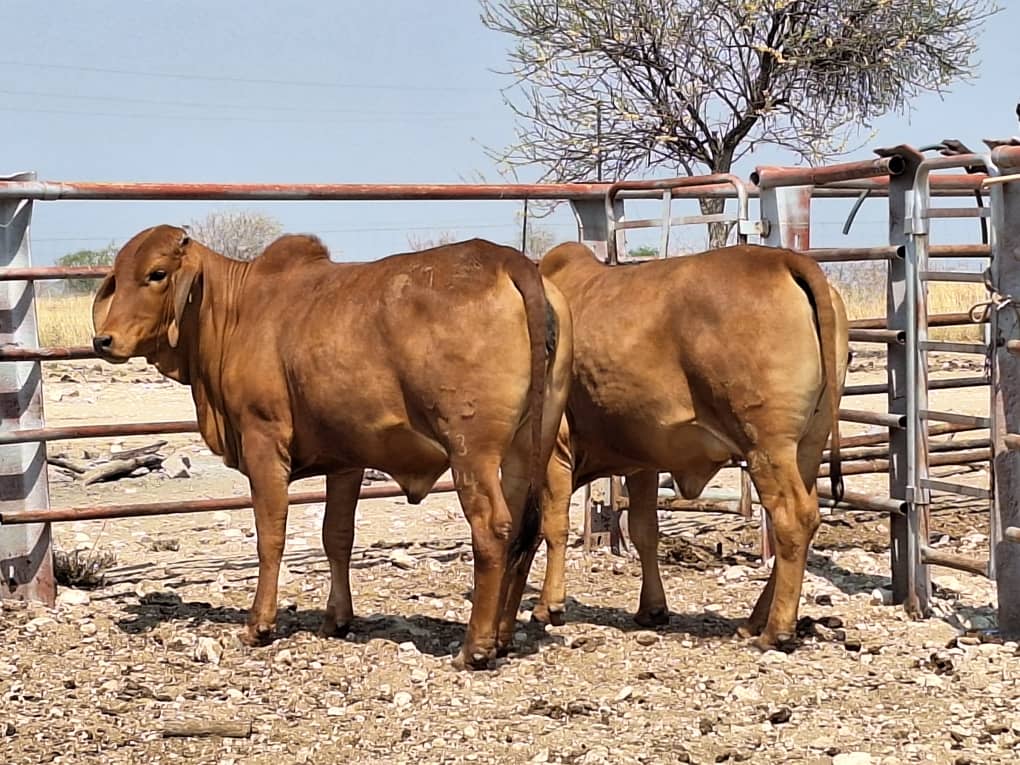 Females_12 Agra Namibia - Agra Namibia