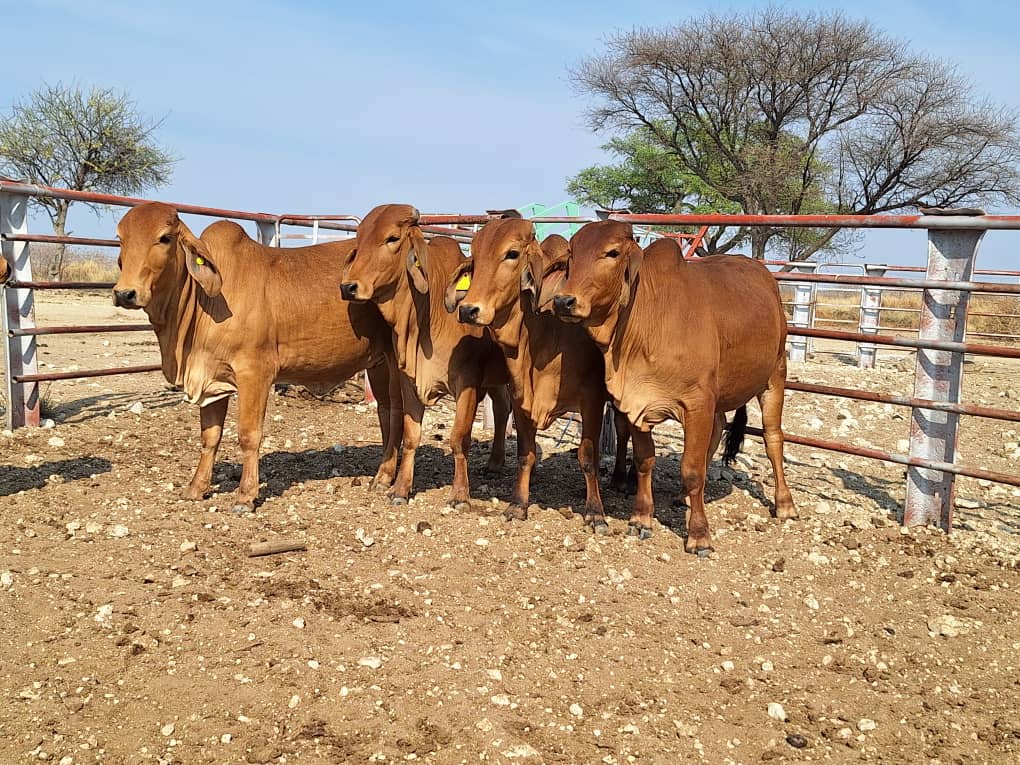 Females_3 Agra Namibia - Agra Namibia