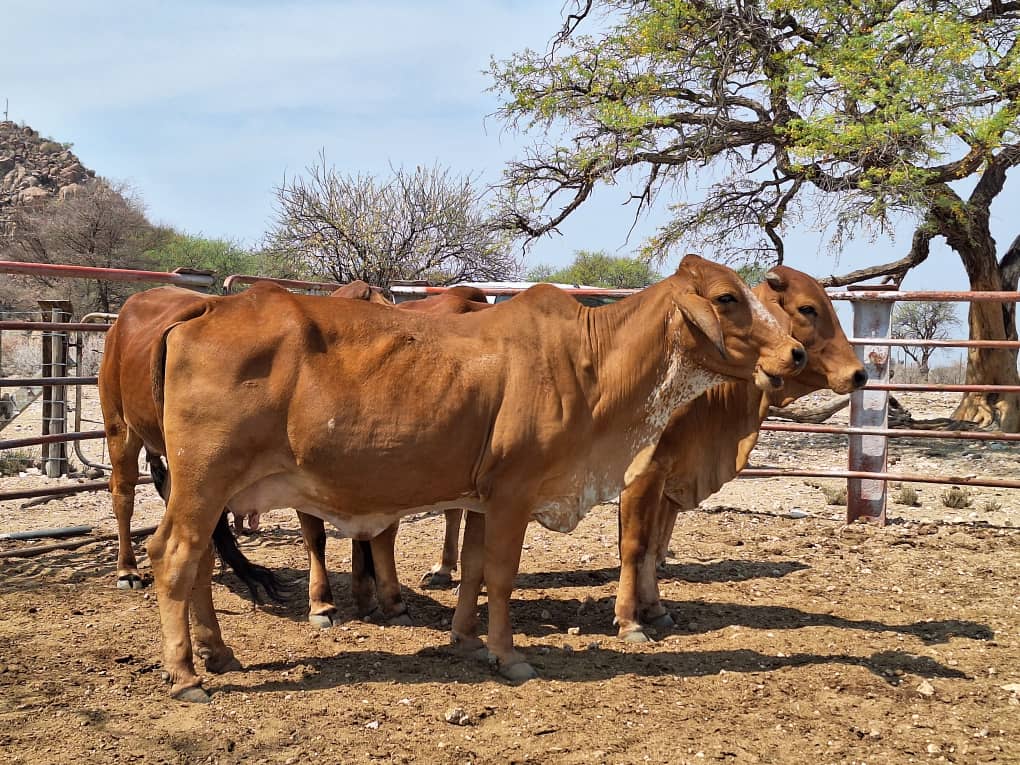Females_4 Agra Namibia - Agra Namibia
