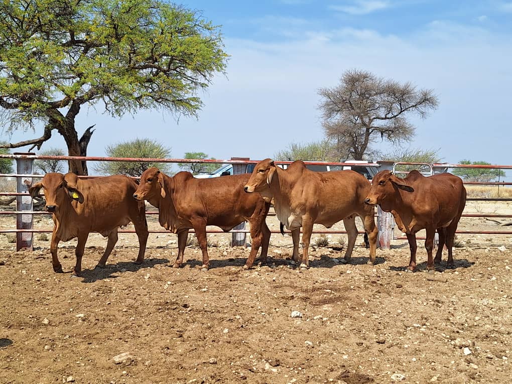 Females_5 Agra Namibia - Agra Namibia