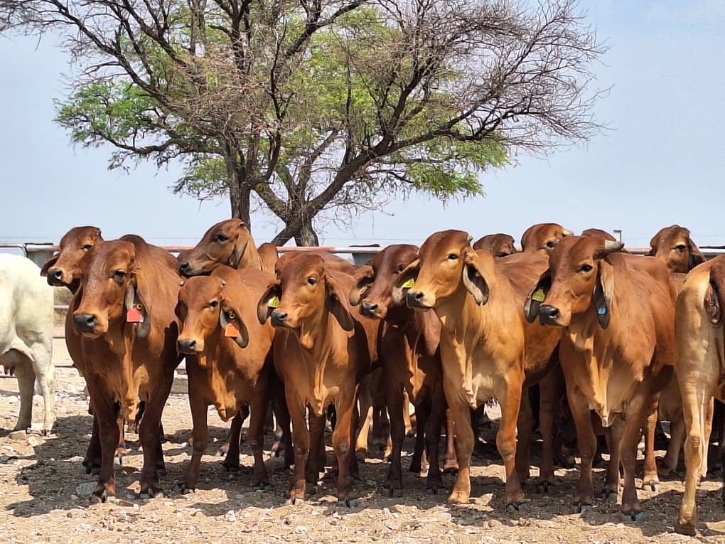 Females_9 Agra Namibia - Agra Namibia