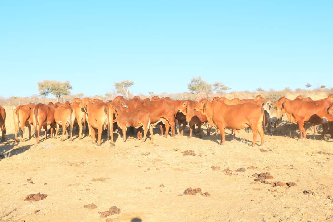 Pic_22 Agra Namibia - Agra Namibia