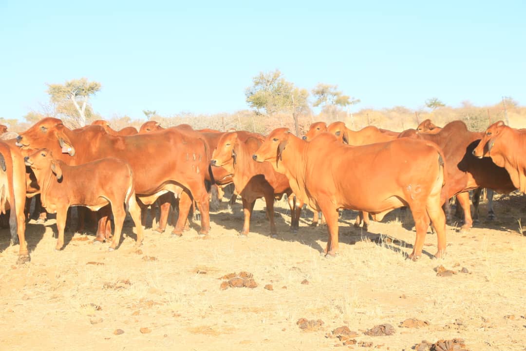 Pic_43 Agra Namibia - Agra Namibia